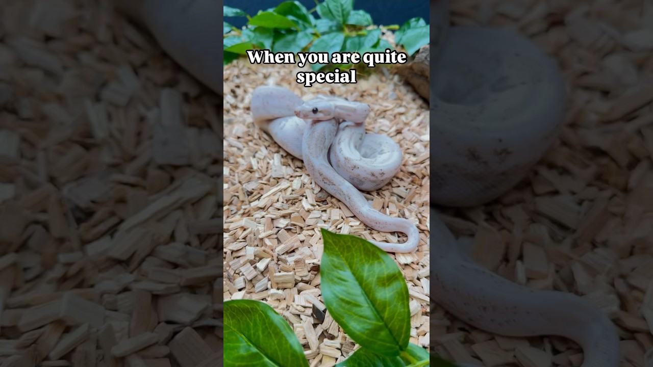 0.1 Hypo Specter cb 2023 vs 0.1 Hypo IMG Jungle Specter cb23 🙌🐍❤️ 