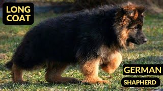 "Purebred German Shepherd Puppies for Adoption – Find Your Loyal Companion" German shepherd"