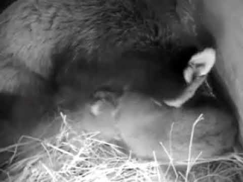 Video Missing Red Panda: Columbus Zoo releases video of Kora... - youtube