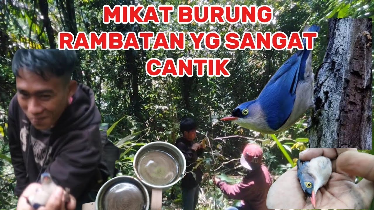 MENYUSURI HUTAN YG Extreme POIN BURUNG RAMBATAN PARUH MERAH SEJARAH TERULANG🌿📹🐦 