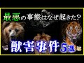 【ゆっくり解説】野生生物の恐ろしさ…日本と世界で起きた最悪の「獣害事件」5選を解説/ヒグマ・トラ・ワニ・ライオン…過去から学ぶ教訓とは