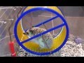 African hedgehog enjoys running in his wheel. Erizo africano disfruta corriendo en su rueda