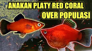 Anakan Platy red coral over populasi||budidaya ikan Platy