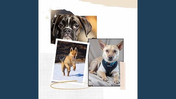 Remarkable Backdrops for Kind Puppy