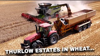 4Kᵁᴴᴰ Harvest 2025: Thurlow Estate - Claas Lexion 8800 harvesting wheat in Little Thurlow, Suffolk.