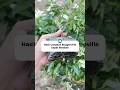 Bougainvillea Air Layering Technique | Teknik Cangkok Bougenville Anti Gagal