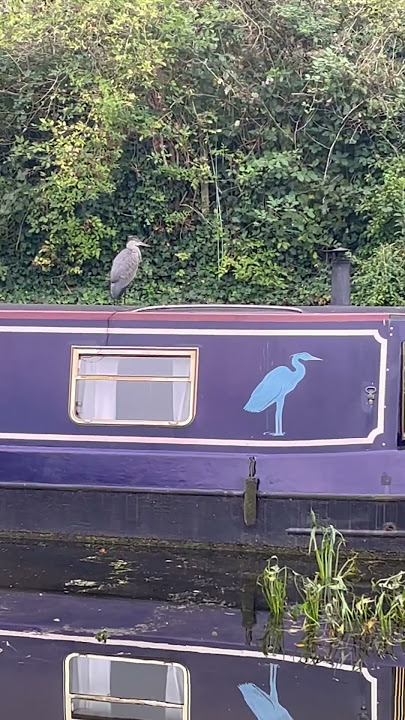 Do you think this heron.. knows?!? 😂