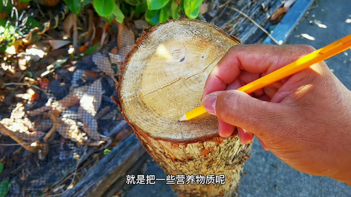 砍樹後，為什麼樹樁又發芽了？如何正確的殺樹？毒藥抹在哪裡最有效？ 樹榦的結構是什麼？ - 天天要聞