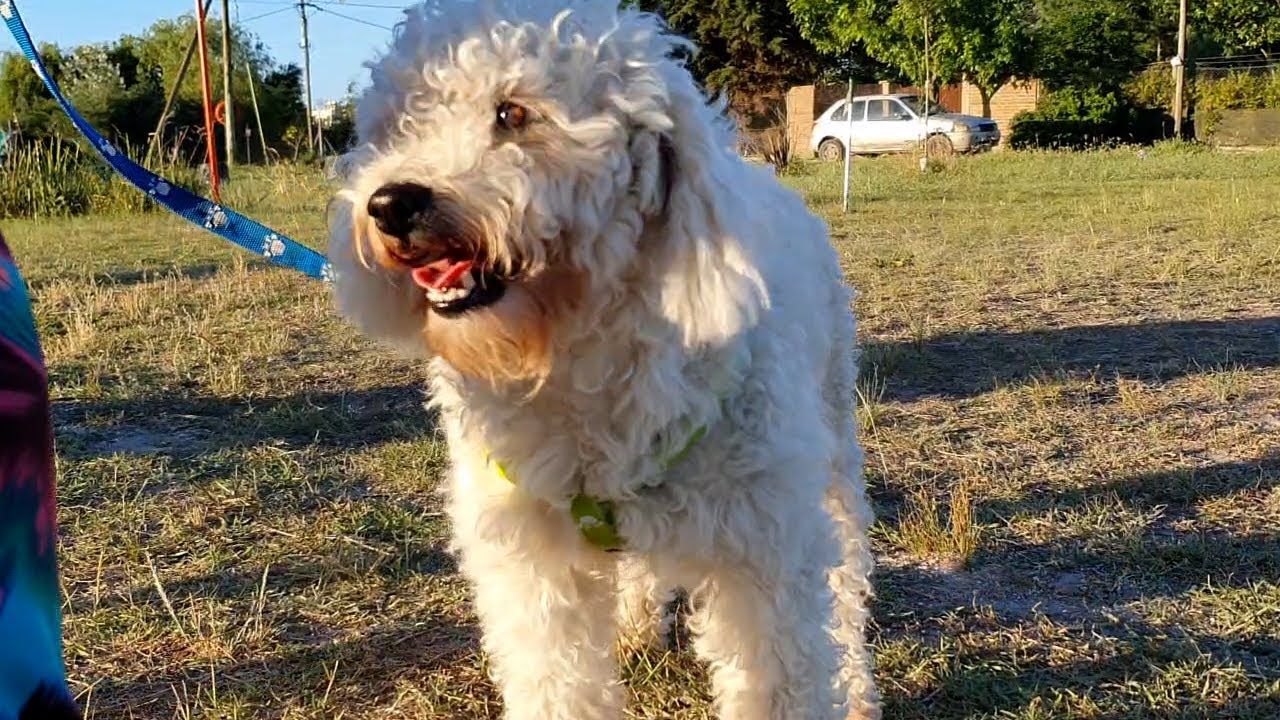 #YOMESUMO: la campaña para pirotecnia cero en las fiestas