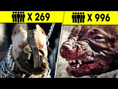 Video: 17 razas de perros raros y exóticos que quizás no hayas escuchado