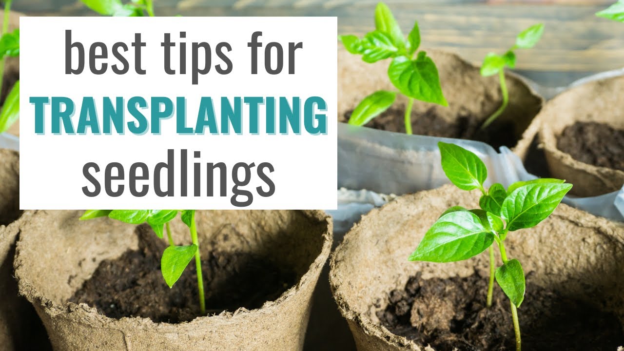 How To Transplant Seedlings Into The Garden Successfully Plus Common how-to-transplant-seedlings-into-the-garden-successfully-plus-common