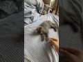 Its Midnight Shes 15 Catlovers Cat Kitty Kitten Loopylulu22 Its Midnight Shes 15 Catlovers Cat Kitty Kitten Loopylulu22
