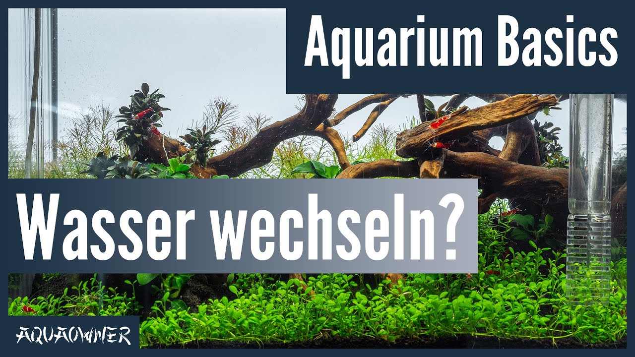Wie Lange Bleibt Das Wasser Im Aquarium Trüb Muss man im Aquarium das Wasser wechseln? | Aquarium Basics - YouTube