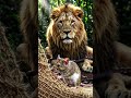The Lion and The Mouse — A Timeless Tale of Kindness &amp; Gratitude