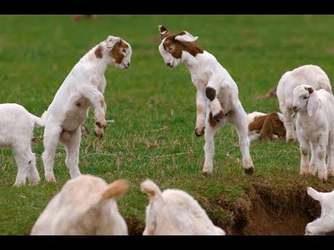 most-funny-and-cute-baby-goat-videos-compilation-2017