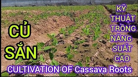 KỸ THUẬT TRỒNG CỦ SẮN (CỦ ĐẬU) NĂNG SUẤT CAO | CULTIVATION OF Cassava Roots #394| Giải Trí Miền Tây