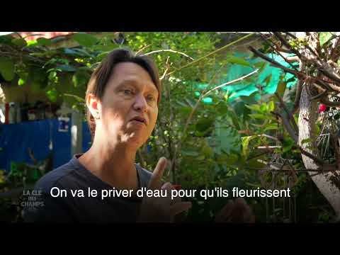 Vidéo: Bougainvillea Pruning Tips - Quand et comment tailler les arbustes de bougainvilliers