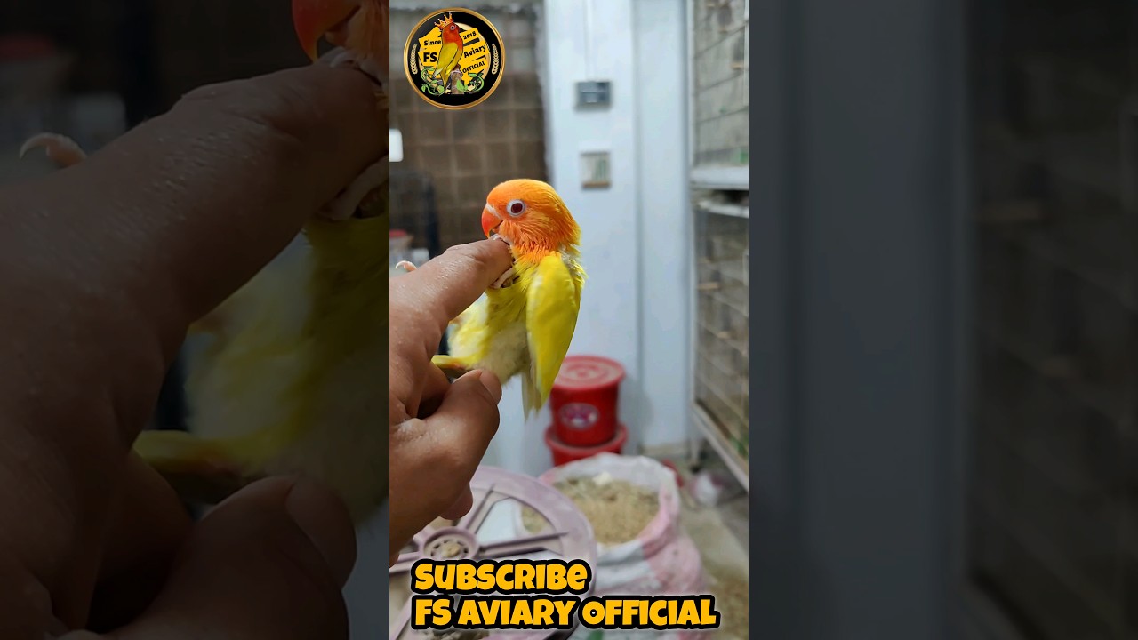 Green Palefallow B1 B2 Opaline Lovebird Baby 2024 | FS Aviary Official | FS 180 Ring Birds