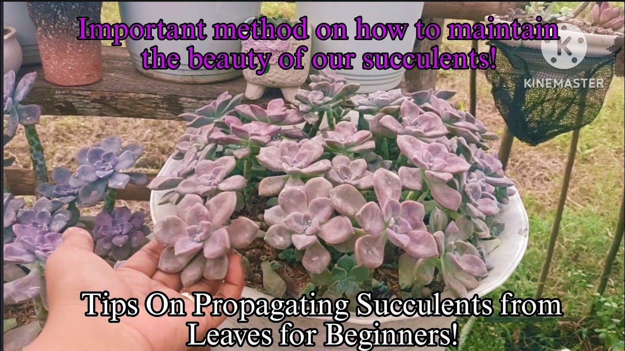 How to Propagate Succulents from Leaves?||• Tips for begginers! - YouTube