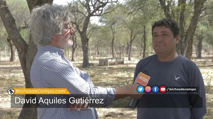 David Aquiles Gutirrez, productor ganadero de El Q...