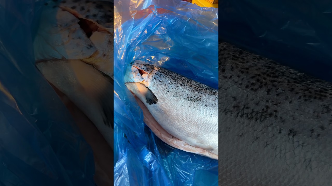 красная рыба в ирландии салман #рыба #ирландия #еда #рыбалка #рецепты #лосось