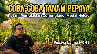 Coba-Coba Tanam Pepaya - Petani Pemula Modal Nekad