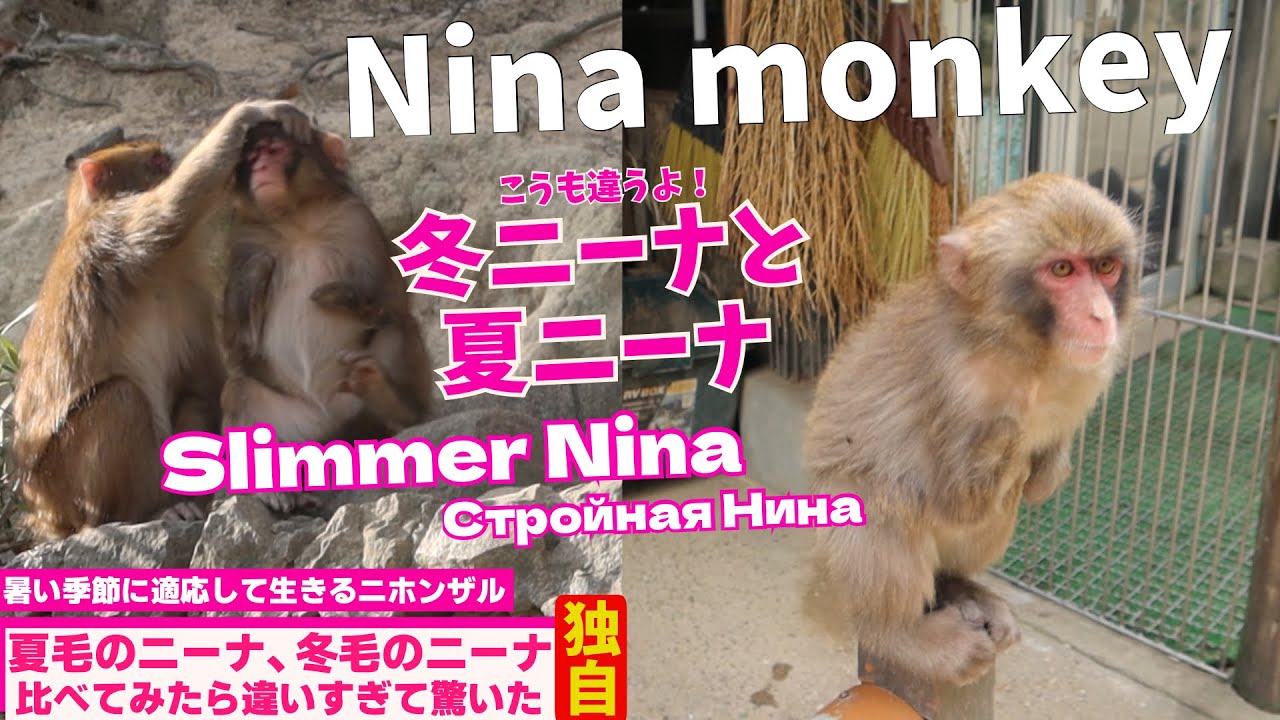 Летнее преображение! Удивительный облик похудевшей японской макаки Нины/ monpai monyet snow monkey