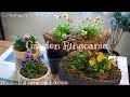【寄せ植え】パンジービオラの寄せ植えづくり🌼ヌーヴェル・ヴァーグ/ラピスラズリ/クレールドゥリュンヌ/マリア/ときめきビオラ【ガーデニング】