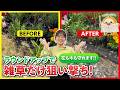 お庭の雑草に困ったら!ふたばの雑草お悩み相談室✨除草剤って花壇や樹木への影響が心配?
