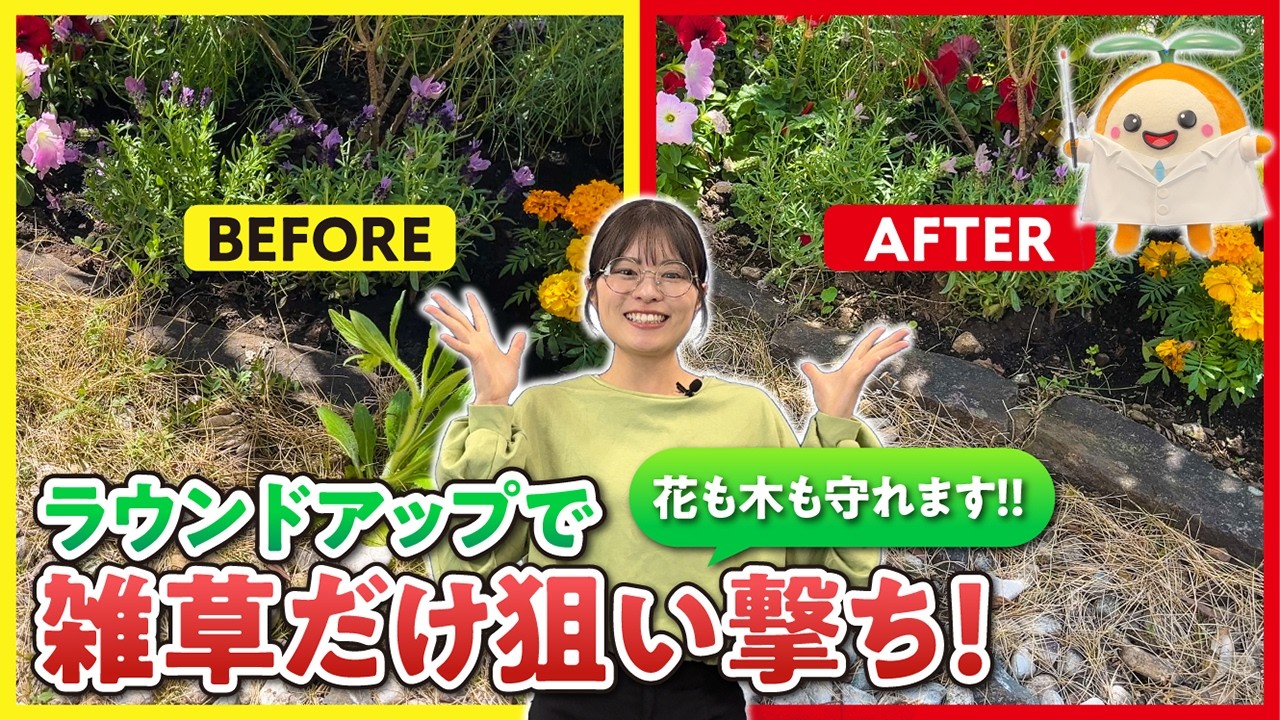 お庭の雑草に困ったら!ふたばの雑草お悩み相談室✨除草剤って花壇や樹木への影響が心配?