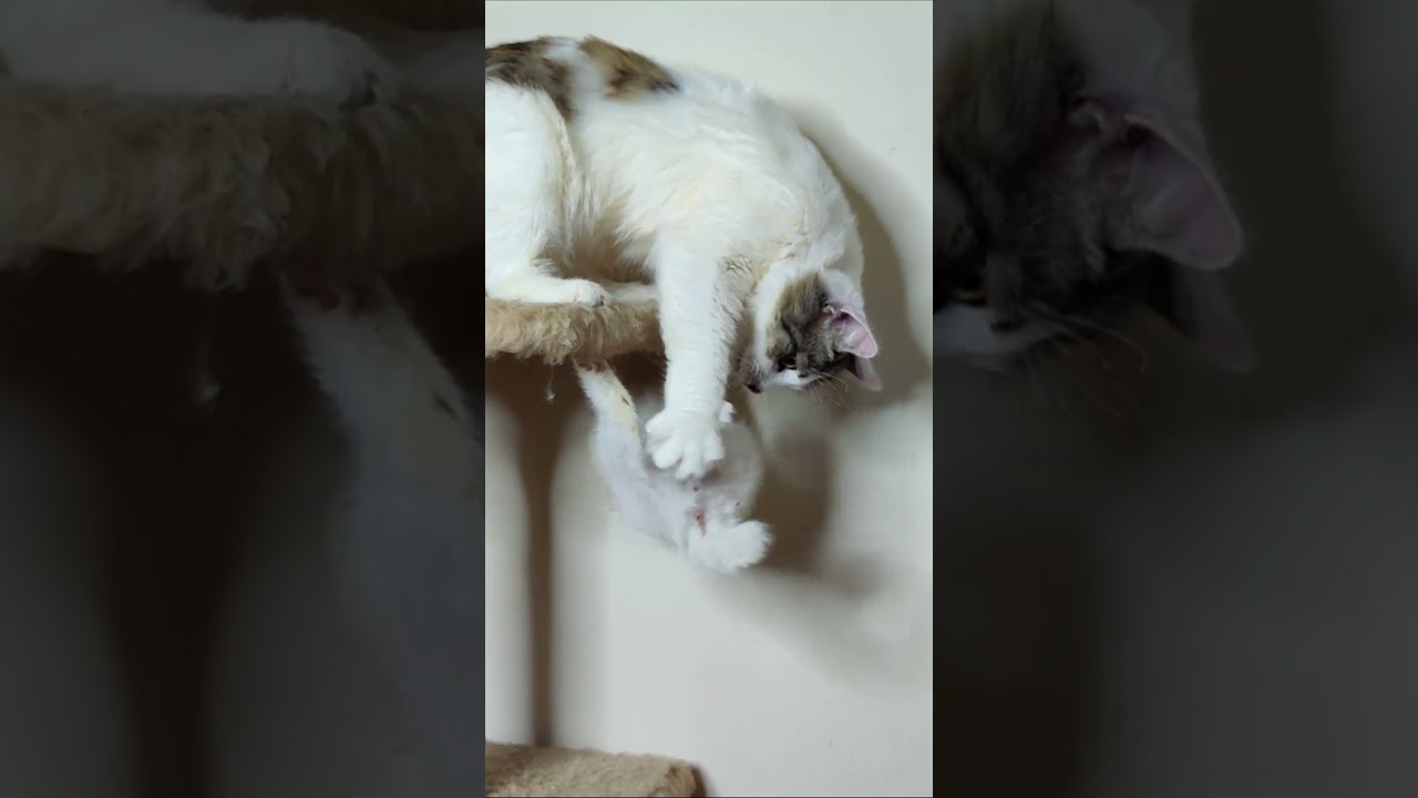 Кошка не пускает котенка наверх. Кошки и котята. 