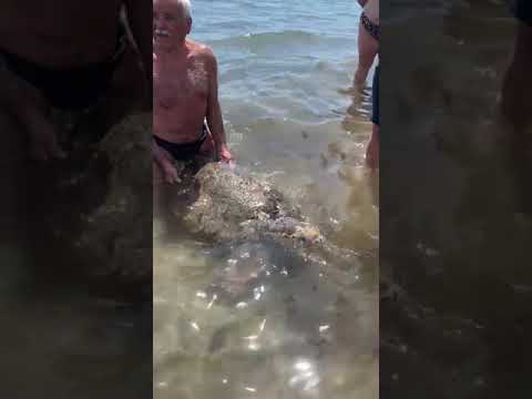 Una tartaruga sulla spiaggia di Siponto