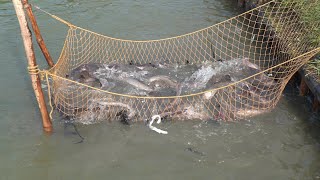 CATFISH Net Fishing Videos -Travel Tride