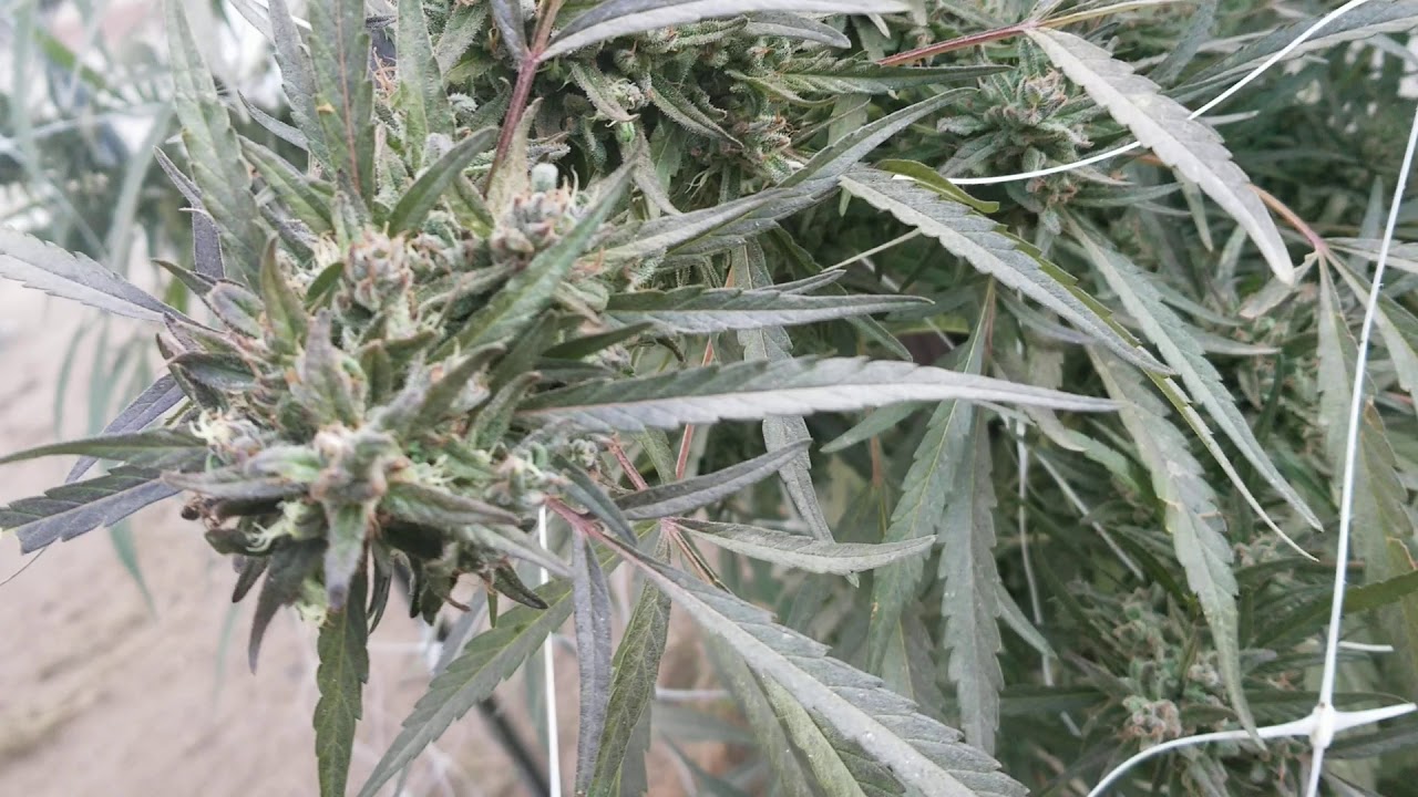 Tangie getting purple!(wk. 10)