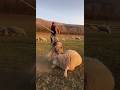 The Moment a Farmer Fought Off a Wild Wolf!😱 #animals #animalrescue