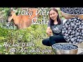 Taylor Cùng Bạn Nai Bội Thu Hoạch Hơn 10 Kg Việt Quất Và Cắt Hoa Trong Vườn -  Picking Blueberries