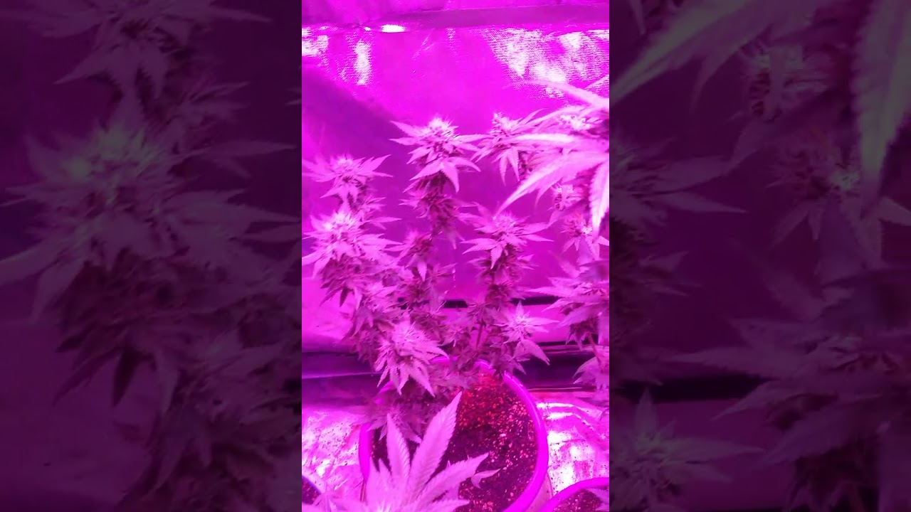 my previous grow under 2 topogrow 1800w cobs