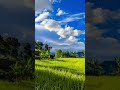 langit biru di sawah pemandangan alam