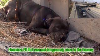 Hope For Paws: Homeless Pit Bull rescued dangerously close to the freeway. #pitbull
