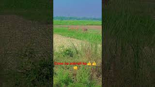 kon sa animal ha long animal #lilgaya #long lilgaya#animal#viral  💀💀💀👌👍