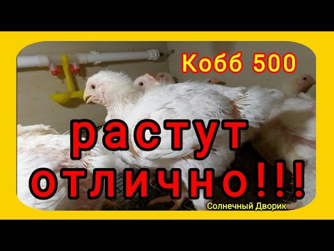 Кобб 500. Вес на комбикорме Южная Корона в 22 дня.