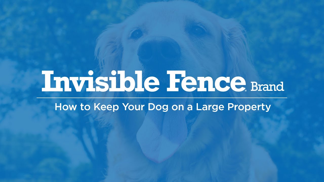 How to Keep Your Dog on a Large Property YouTube