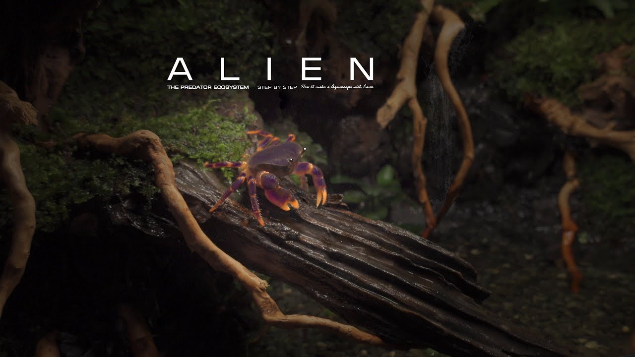 Setup Purple Crab Paludarium l Are Crabs Killers? YouTube