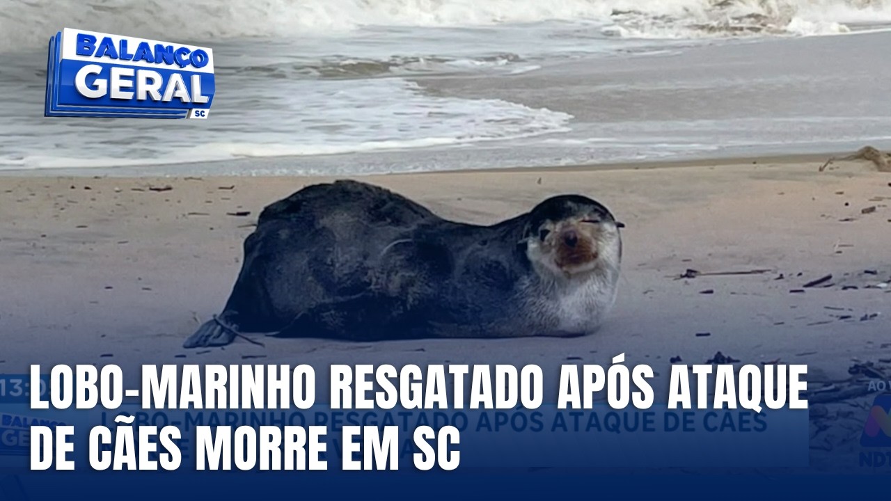 Lobo-marinho resgatado após ataque de cães morre em Barra Velha