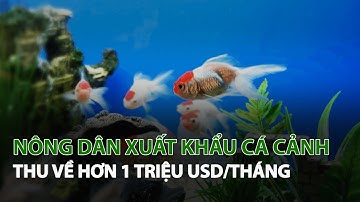 Nông Dân xuất khẩu Cá Cảnh thu về hơn 1 triệu USD/tháng| VTC14