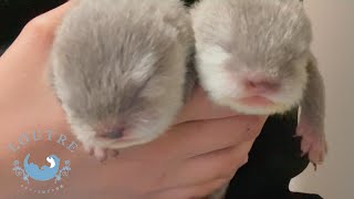 カワウソの赤ちゃんが一匹増えた！？　Otter go into regression!?