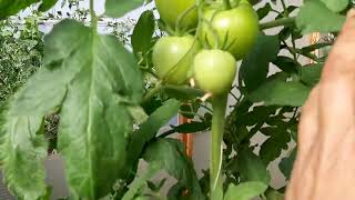 картинка: Резултатите от ашладисването на домати