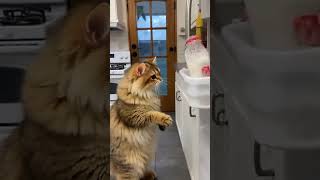 20250819 1050 video