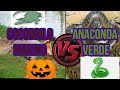 Cocodrilo marino vs Anaconda QUIEN GANA EDICION DIA DE MUERTOS