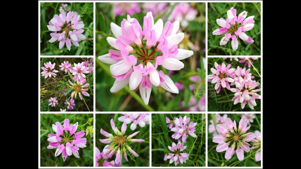 Engel001 . Wunderschön . Bunte Kronwicke . Pflanzen . Aktuelle Nachrichten .